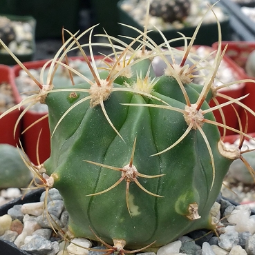 Ferocactus glaucescens - Blue Barrel Cactus